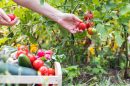 Food gardening for beginners: Learn to grow fruits and vegetables | CNN  Underscored