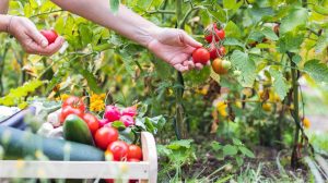 Food gardening for beginners: Learn to grow fruits and vegetables | CNN  Underscored