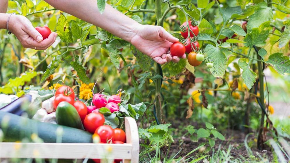 Food gardening for beginners: Learn to grow fruits and vegetables | CNN  Underscored