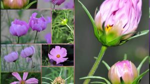 cosmos life cycle – Gardening Nirvana