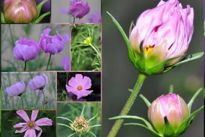 cosmos life cycle – Gardening Nirvana