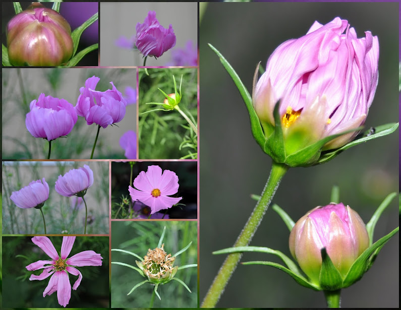 cosmos life cycle – Gardening Nirvana