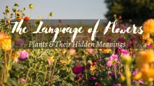 The Language of Flowers - Plant Symbolism | Patuxent Nursery