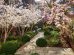 A secret London garden bursting into life as spring takes hold | House &  Garden