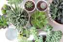 Succulents and Beyond Diving into Diverse Plant Species - My Life in Blossom