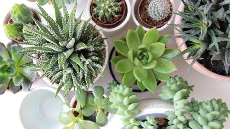 Succulents and Beyond Diving into Diverse Plant Species - My Life in Blossom