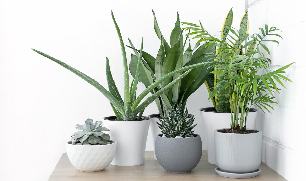 House plants that will reduce stress: according to experts |