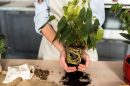 Basic Plant Care Guide Tips: Repotting, Watering, Lighting, and Location –  Mygreenscape | Buy Plants Online