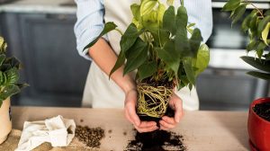 Basic Plant Care Guide Tips: Repotting, Watering, Lighting, and Location –  Mygreenscape | Buy Plants Online