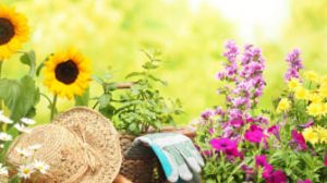 10 Tips to Make Your Garden Flourish