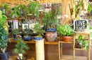 Indoor Gardening For Beginners: Basics You Should Know - Epic Gardening