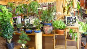 Indoor Gardening For Beginners: Basics You Should Know - Epic Gardening