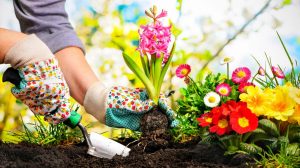 Gardening Tools: Must-have Tools For Growing a Home Garden