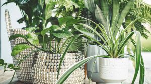 Indoor plants to improve overall health and wellness | Eden Gardens