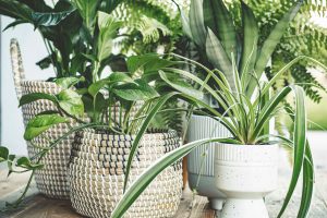 Indoor plants to improve overall health and wellness | Eden Gardens