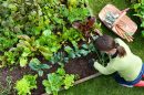 Our State Knows Best: Vegetable Gardening | Our State