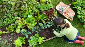 Our State Knows Best: Vegetable Gardening | Our State