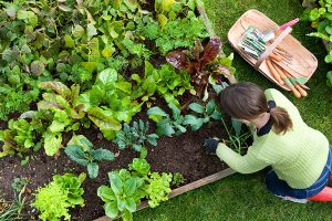 Our State Knows Best: Vegetable Gardening | Our State