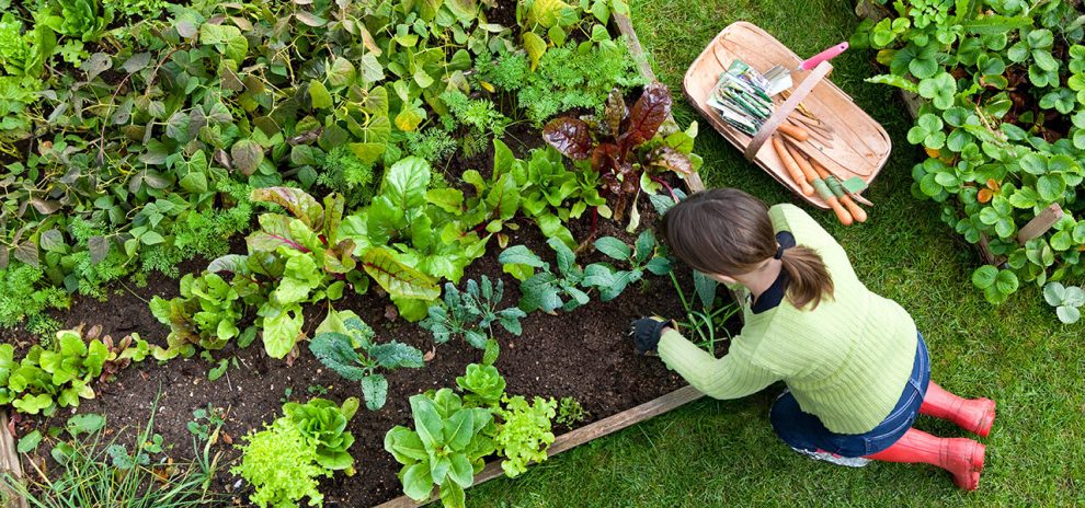 Our State Knows Best: Vegetable Gardening | Our State