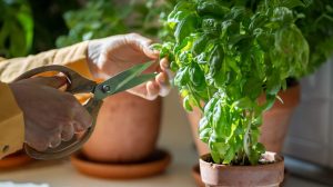 Mastering Indoor Herb Garden Tips For a Thriving Harvest