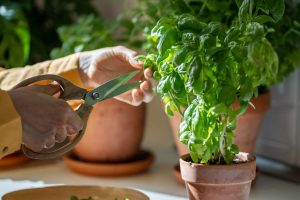 Mastering Indoor Herb Garden Tips For a Thriving Harvest