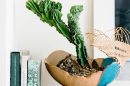 Plant Parenthood: How to Care for Your Plant Babies