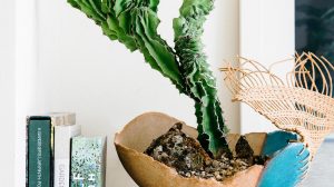 Plant Parenthood: How to Care for Your Plant Babies