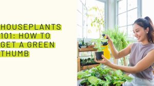 Houseplants 101: How to get a green thumb