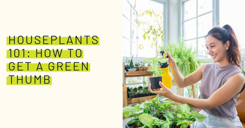 Houseplants 101: How to get a green thumb