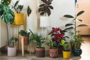 How to Save Your Houseplants, a Book List - Outside Online