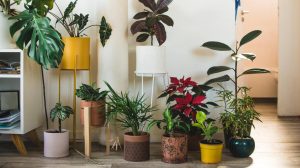 How to Save Your Houseplants, a Book List - Outside Online