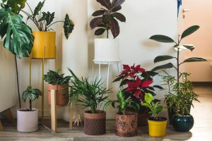 How to Save Your Houseplants, a Book List - Outside Online