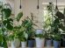 Indoor Gardens: The Art Of Incorporating Greenery Into Your Home Design |  Bit Rebels