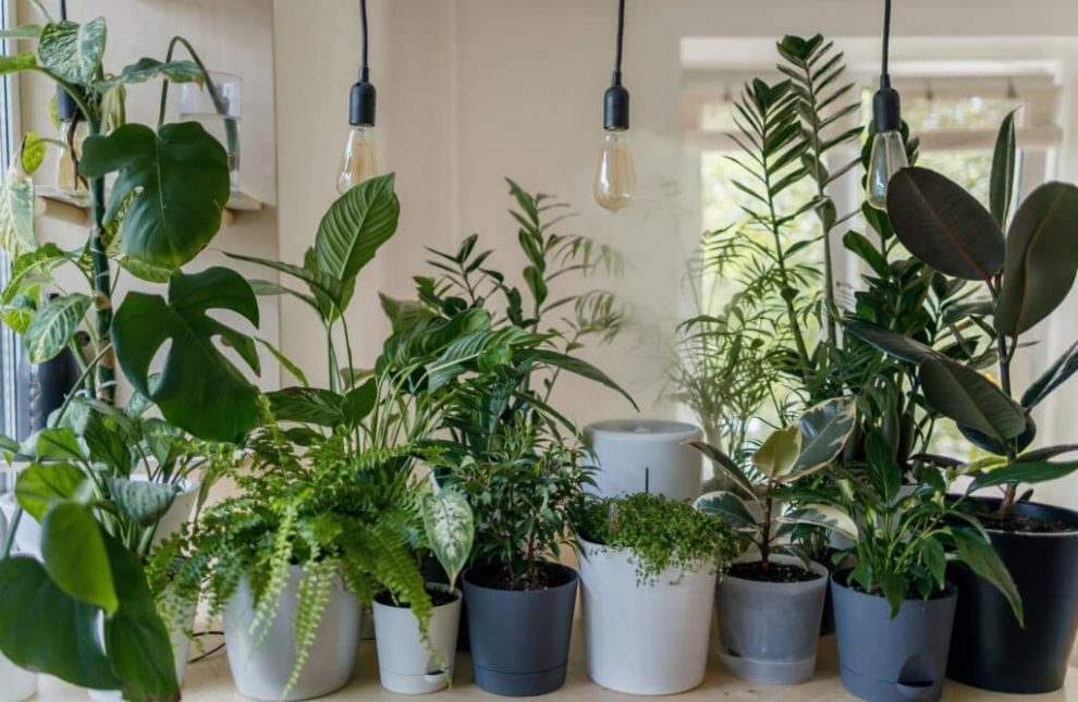 Indoor Gardens: The Art Of Incorporating Greenery Into Your Home Design |  Bit Rebels