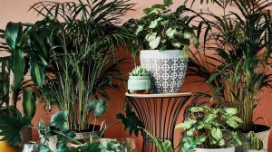 Popular Houseplants - 10 Indoor Plant Trends For 2024