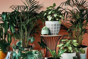 Popular Houseplants - 10 Indoor Plant Trends For 2024