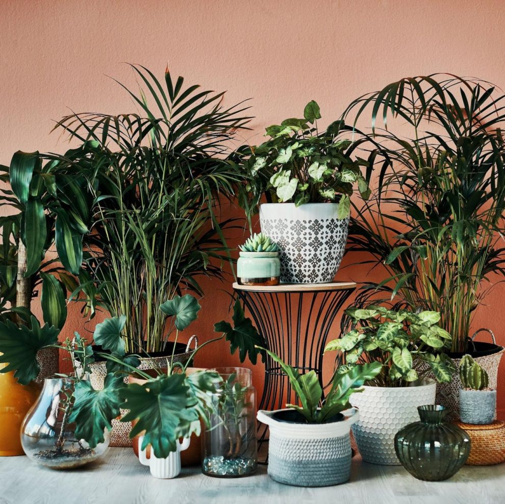 Popular Houseplants - 10 Indoor Plant Trends For 2024