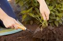 10 Easy Steps to Create Gardens in Your Yard for the First Time