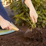 10 Easy Steps to Create Gardens in Your Yard for the First Time