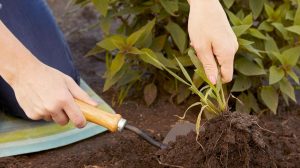 10 Easy Steps to Create Gardens in Your Yard for the First Time