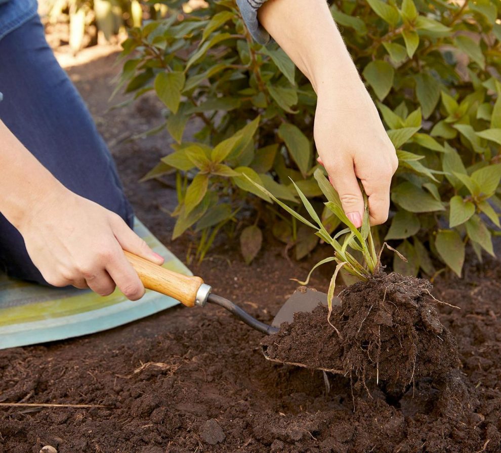 10 Easy Steps to Create Gardens in Your Yard for the First Time