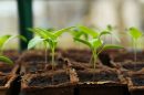 Tips for successfully maintaining seedlings after germination