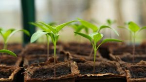 Tips for successfully maintaining seedlings after germination