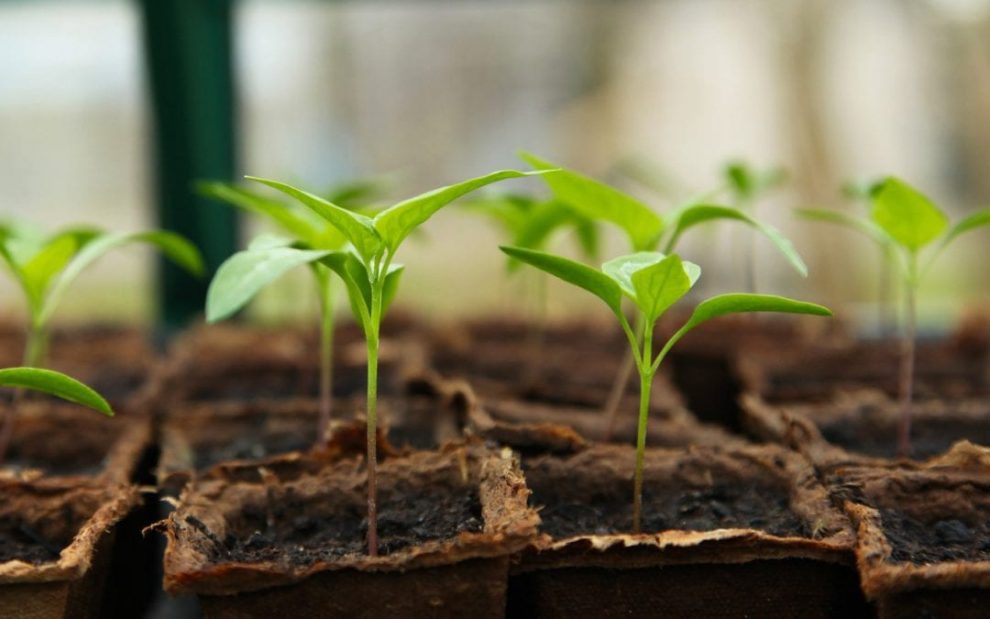 Tips for successfully maintaining seedlings after germination