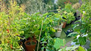 Taking care of your veggie garden during summer - elho® - Give room to  nature