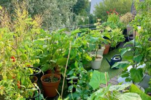 Taking care of your veggie garden during summer - elho® - Give room to  nature