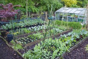 The 6 most cost-effective vegetables to grow in your garden